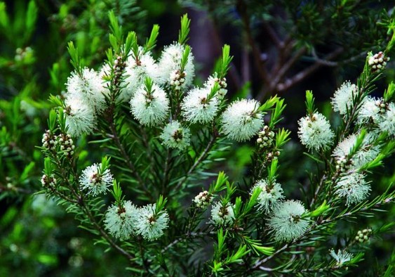 Características principales del árbol de té