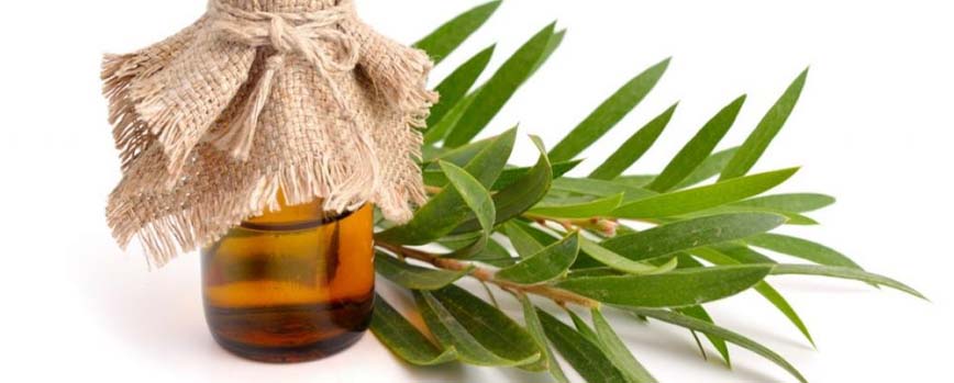 ¿Qué es el aceite de árbol de té?