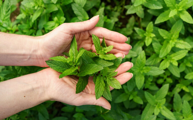 Un manojo de menta fresca en manos femeninas.