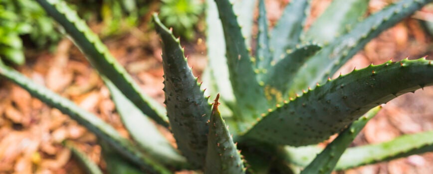 Primer plano de la planta de cactus agave